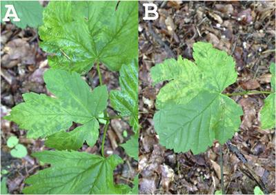 Next-Generation Sequencing Reveals a Novel Emaravirus in Diseased Maple Trees From a German Urban Forest